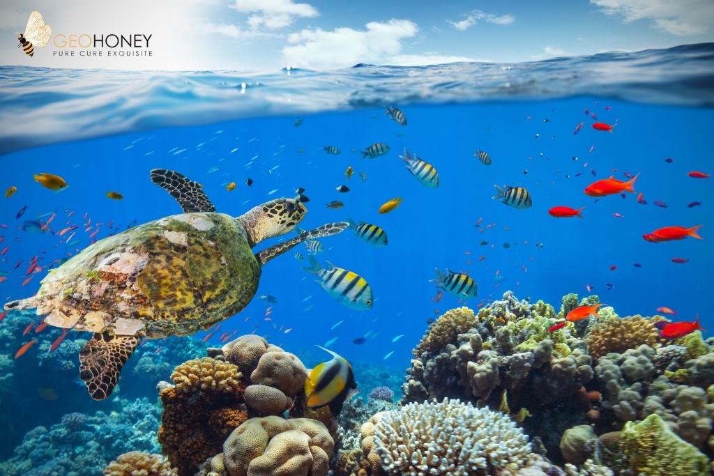 Half Of The Coral Reefs Are In Extreme Danger Due To Climate Change: A New Study Revealed